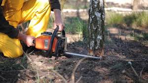 Trusted Old Orchard, PA Tree Care Experts