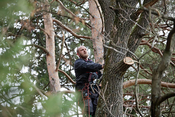 Best Fruit Tree Pruning  in Old Orchard, PA