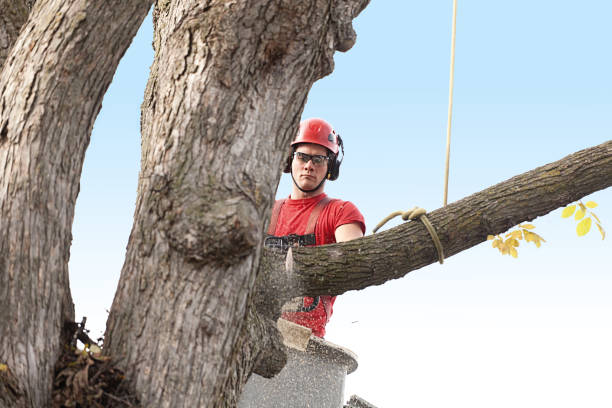 Professional Tree Care in Old Orchard, PA